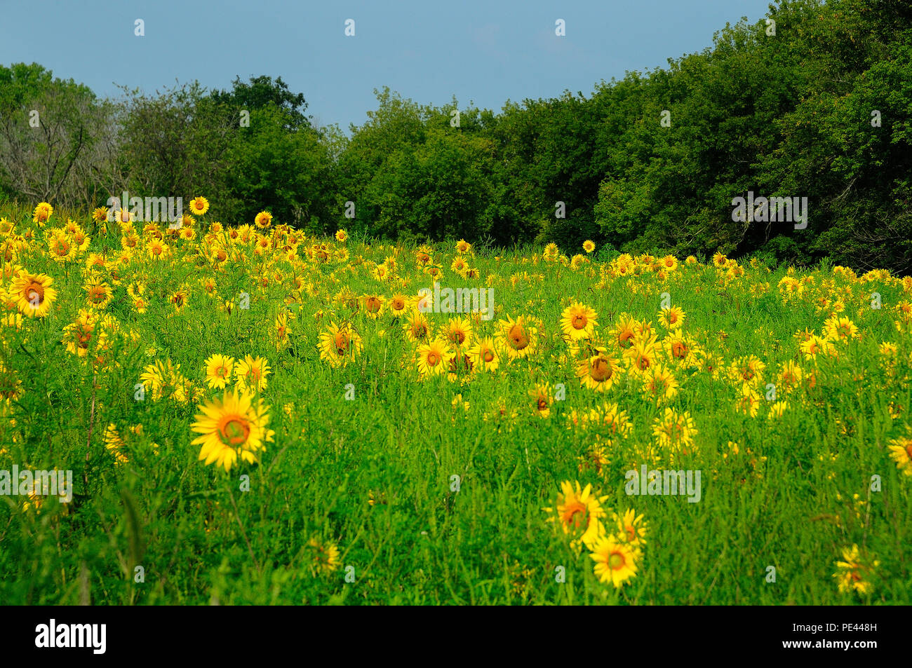 Country field of Sunflowers blooming. Stock Photo