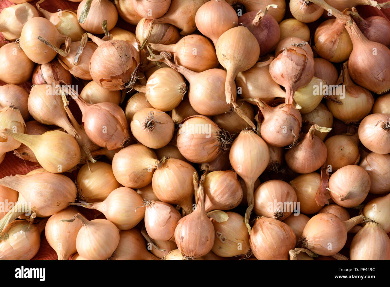 Onion alisa craig hires stock photography and images Alamy