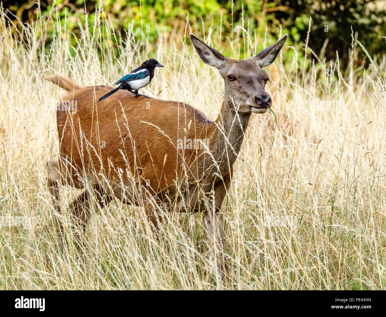 Red deer hind with a magpie on her back looking for insects disturbed by the deer's passing - Ashton Court Bristol UK Stock Photo