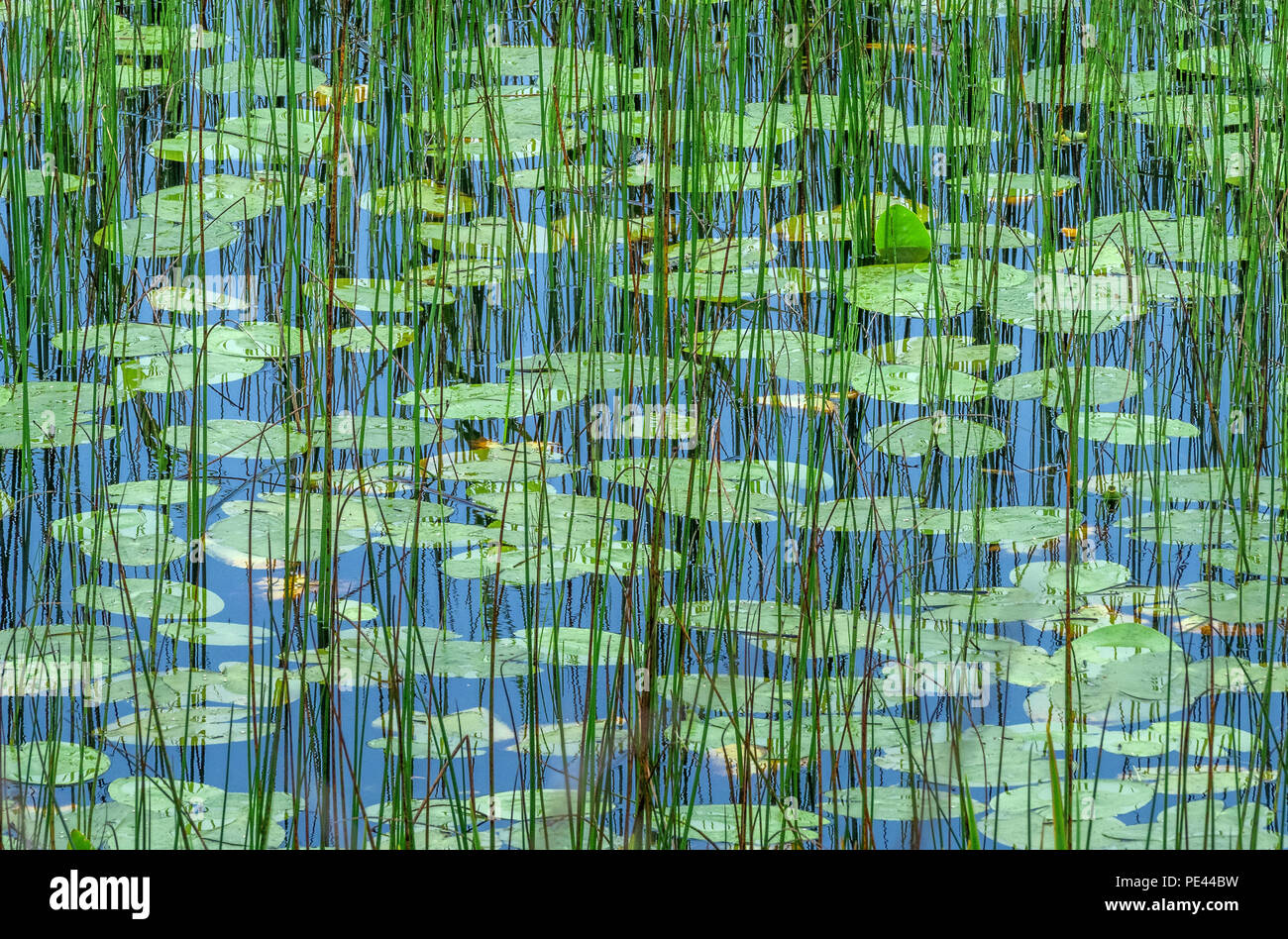 Reeds and water lily leaves in a bog lake in Connemara on the west coast of Ireland Stock Photo