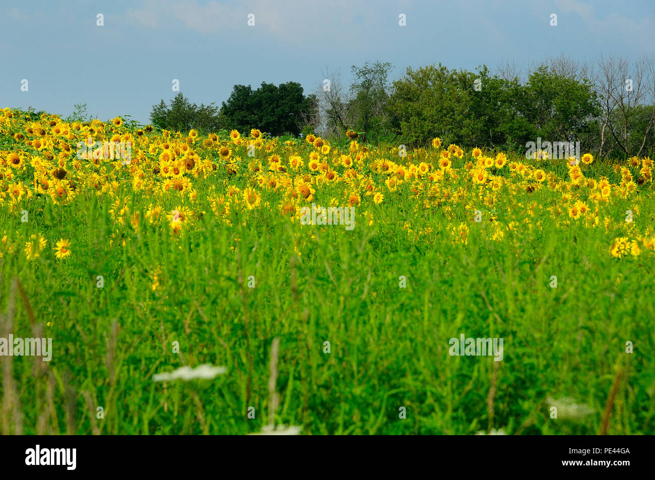 Country field of Sunflowers blooming. Stock Photo