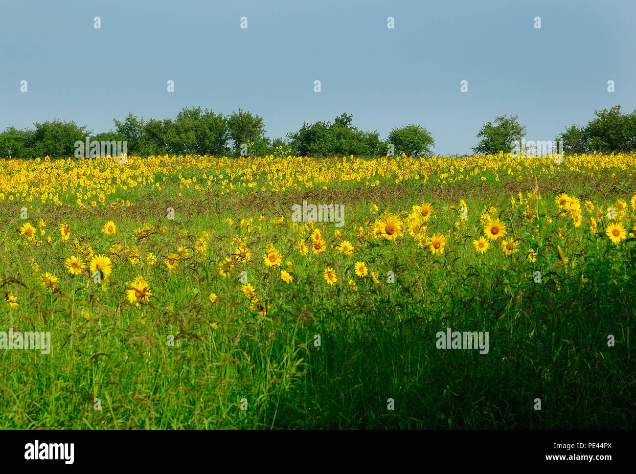 Country field of Sunflowers blooming. Stock Photo
