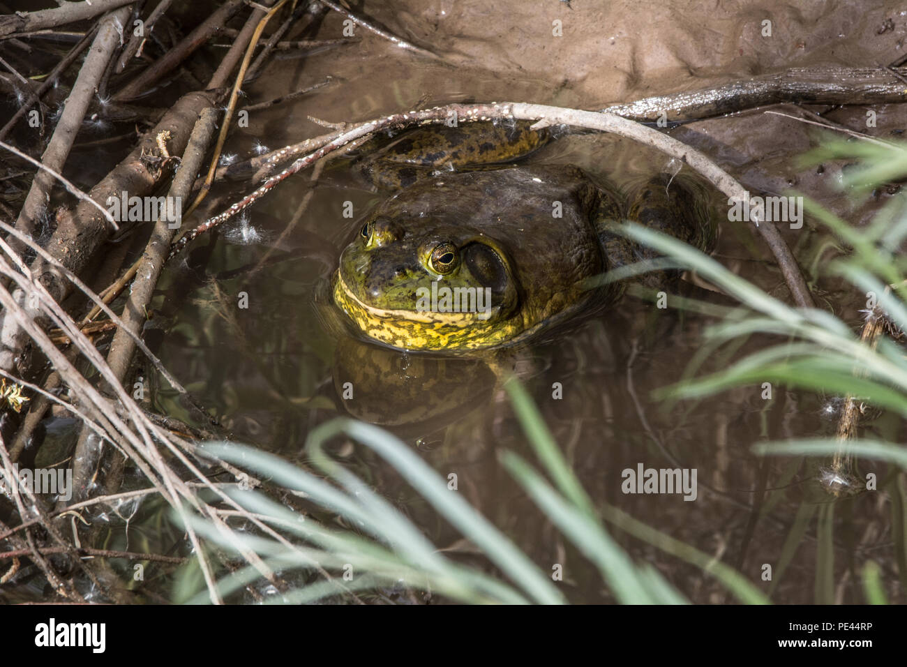 American Bullfrog (Lithobates catesbeianus) from Socorro County, New Mexico, USA. Stock Photo
