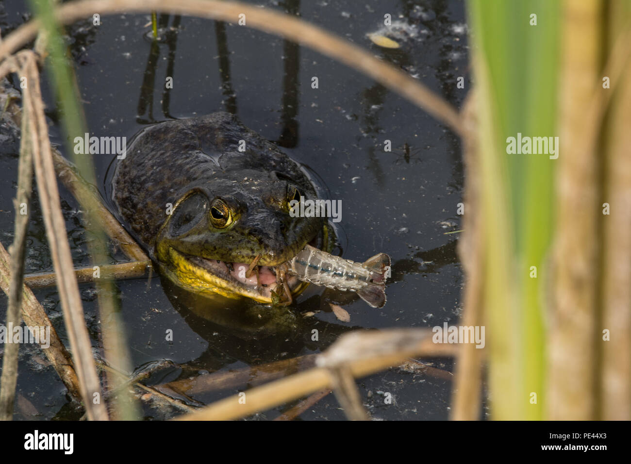 American Bullfrog (Lithobates catesbeianus) from Socorro County, New Mexico, USA. Stock Photo