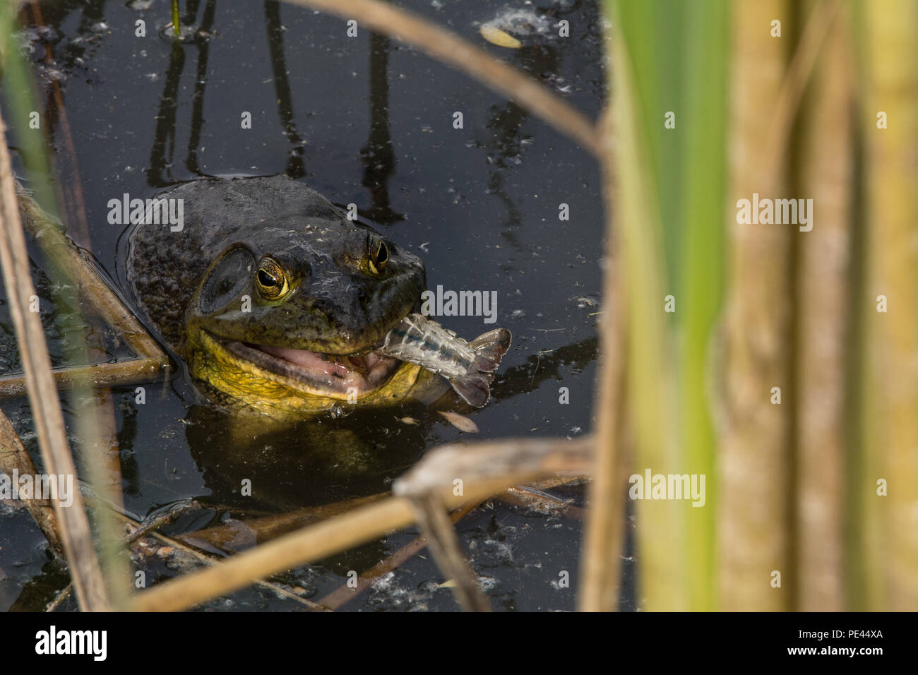 American Bullfrog (Lithobates catesbeianus) from Socorro County, New Mexico, USA. Stock Photo