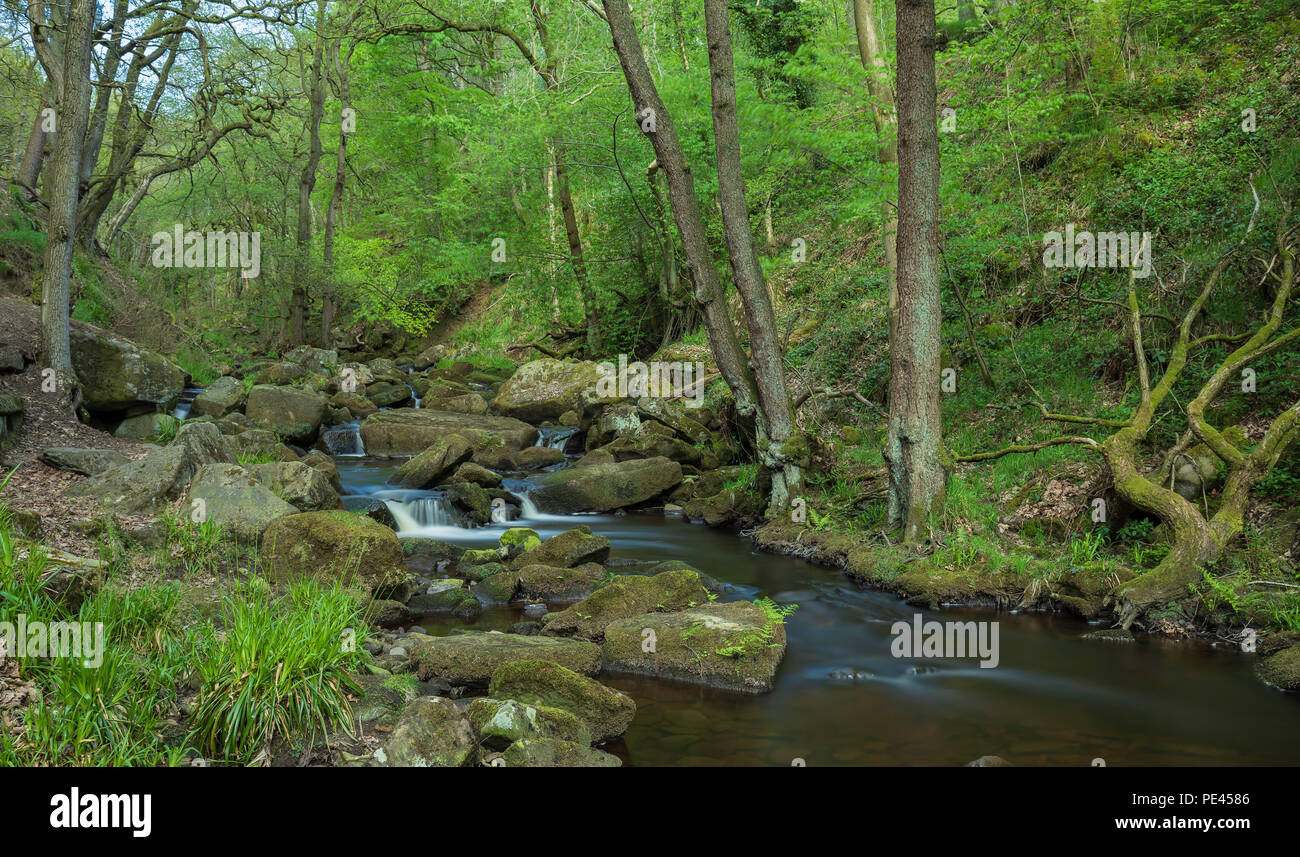 An image of a gently flowing stream in Derbyshire Woodland, England, UK