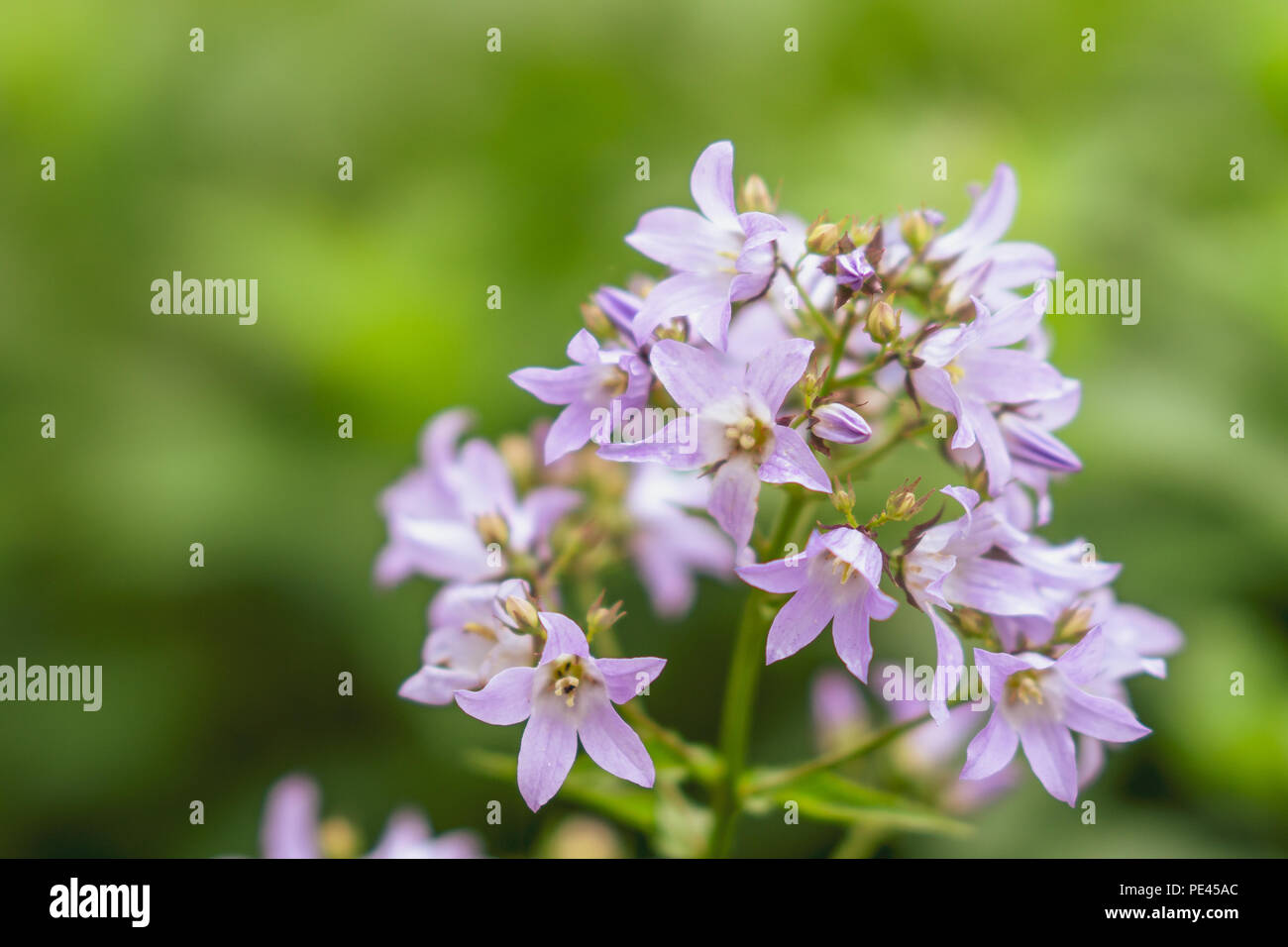 Beautiful purple blooming spring flowers. Nature concept Stock Photo