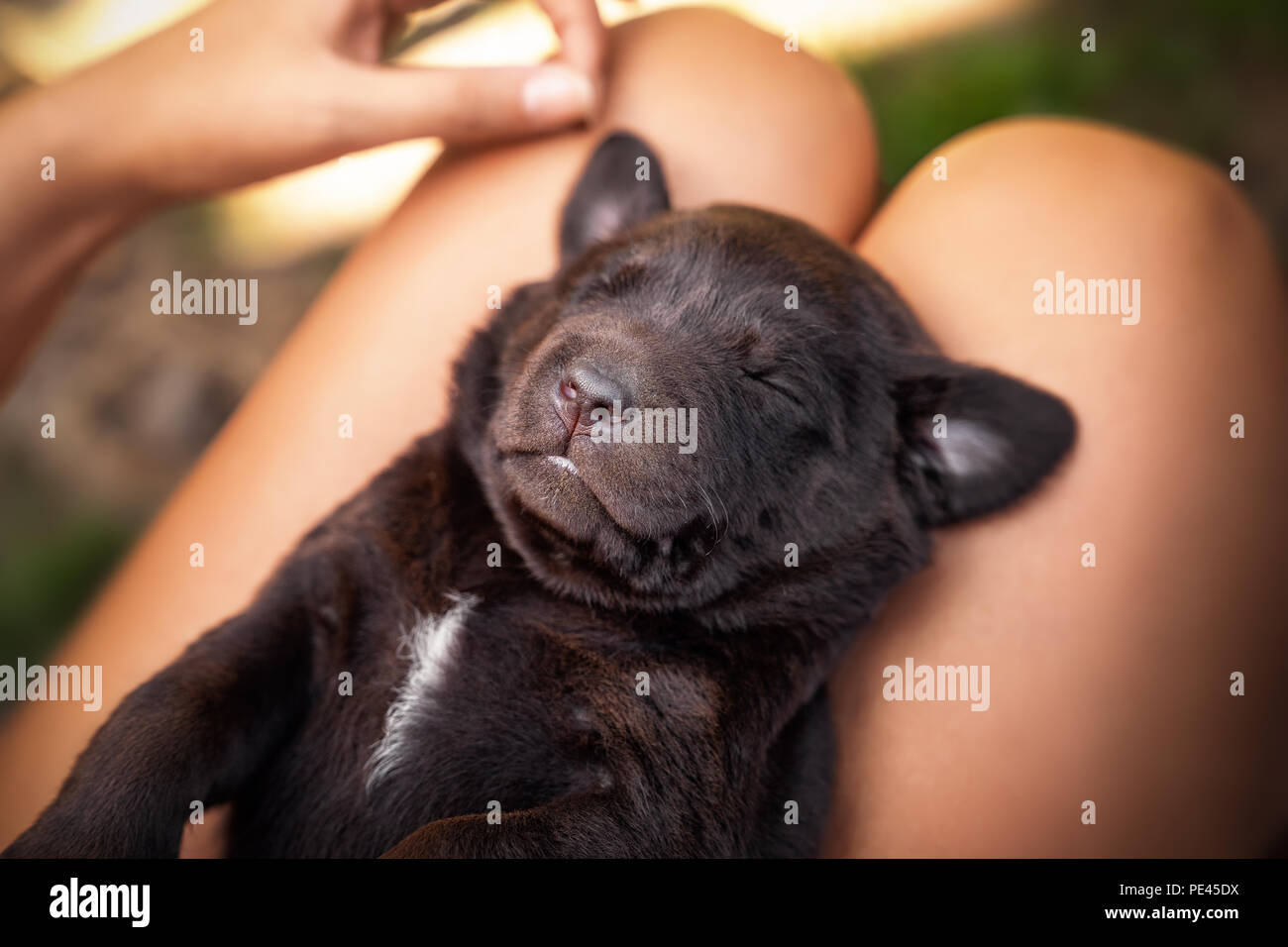 young cute labrador retriever dog puppy Stock Photo