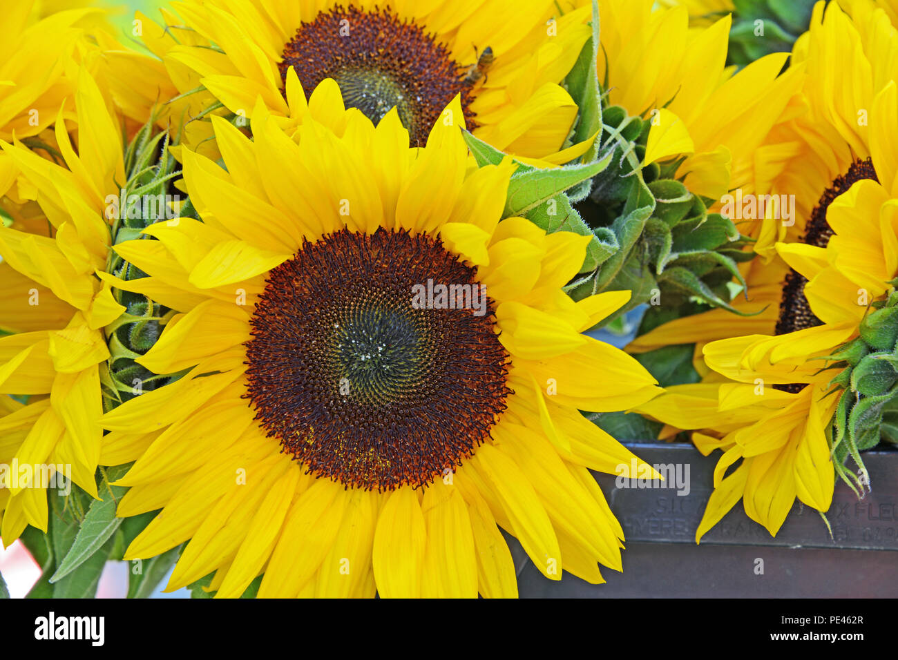 Bunches of sunflowers hires stock photography and images Alamy