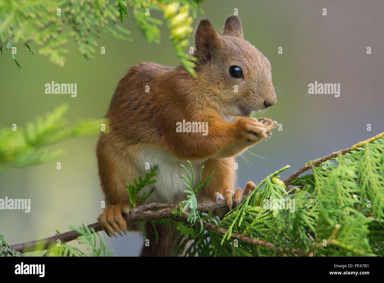 Sciurus vulgaris (Red Squirrel). Hyvinkää, FInland. Stock Photo