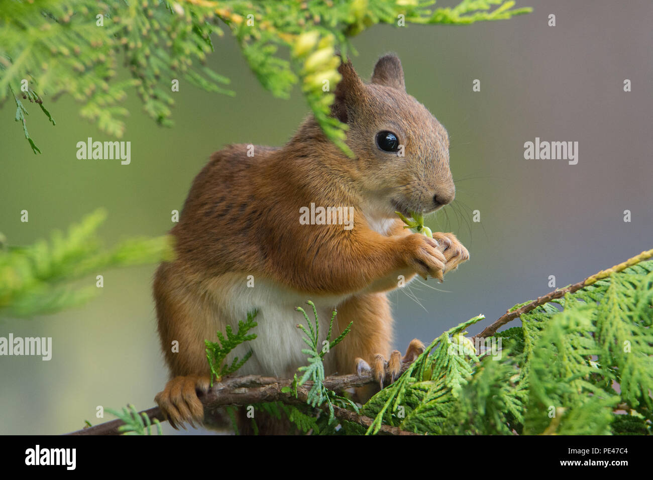 Sciurus vulgaris (Red Squirrel). Hyvinkää, FInland. Stock Photo