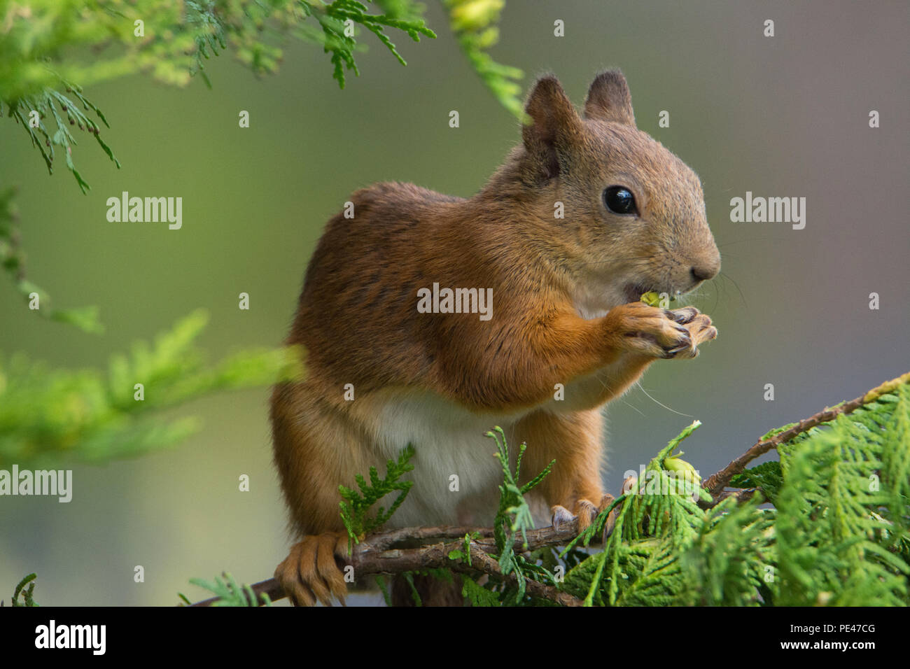 Sciurus vulgaris (Red Squirrel). Hyvinkää, FInland Stock Photo