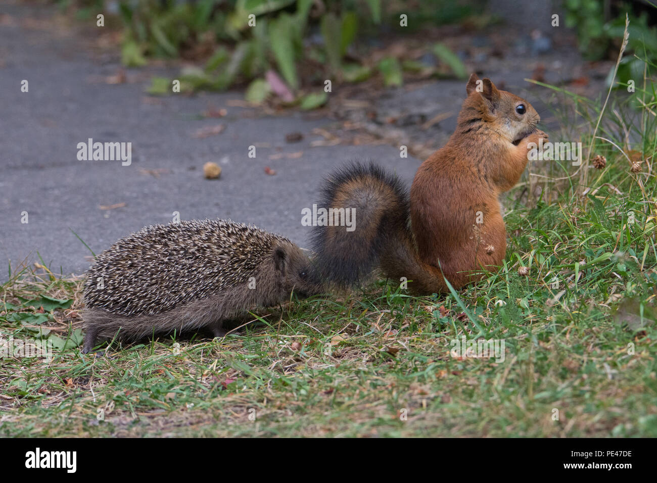 Juvenile Hedgehog encounters Red Squirrel. Hyvinkää, Finland Stock Photo