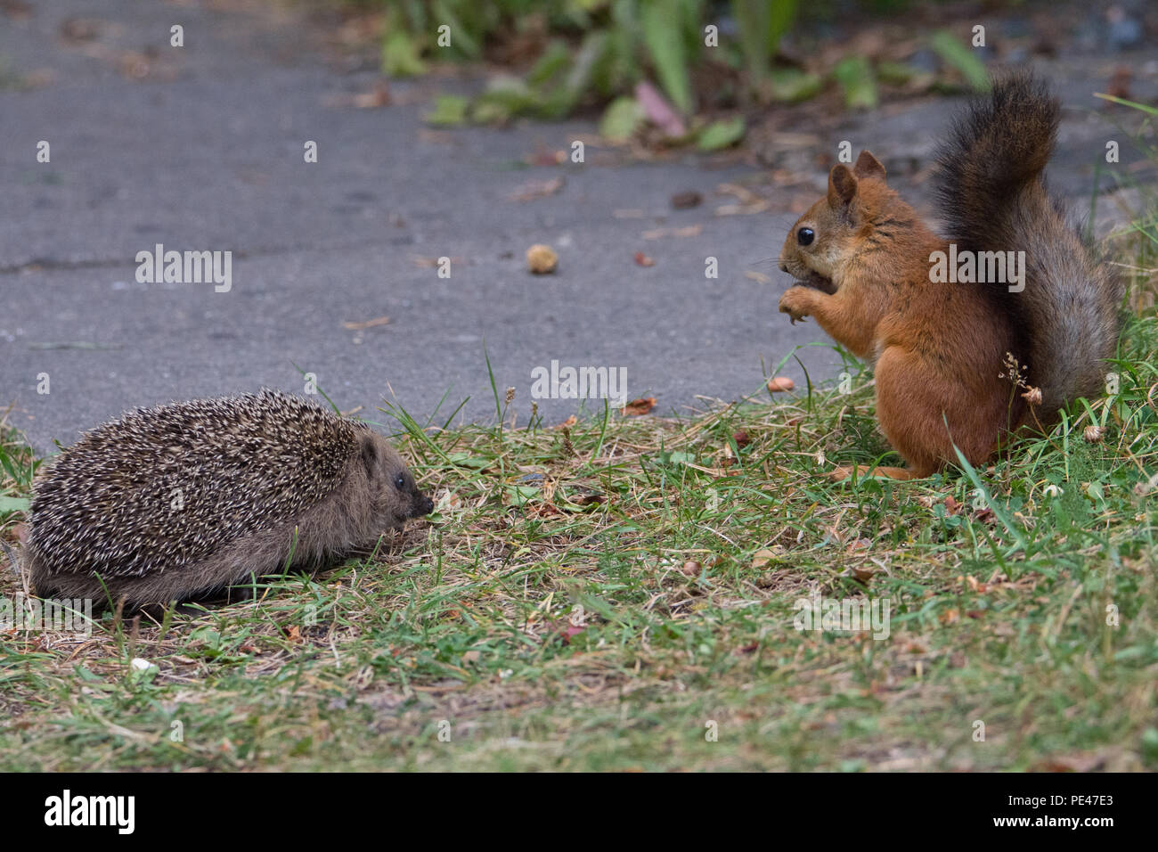 Juvenile Hedgehog encounters Red Squirrel. Hyvinkää, Finland Stock Photo