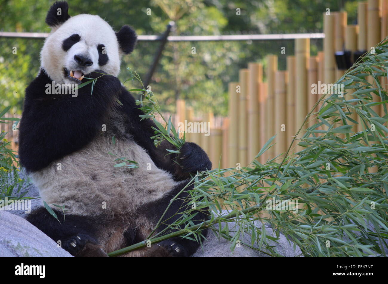 Panda At Toronto Zoo In Toronto Ontario Canada Stock Photo Alamy