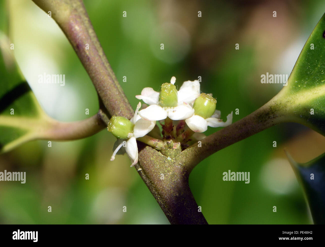 Small white female flowers on a single sex, dioecious, holly tree (Ilex  aquifolium). Bedgebury Forest, Hawkhurst, Kent, UK Stock Photo - Alamy