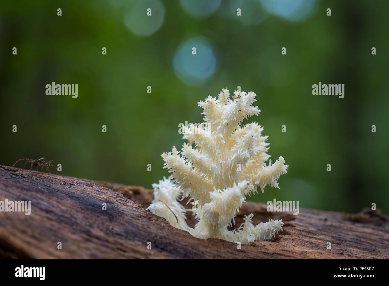 Delicious edible white mushroom Coral Hericium Stock Photo