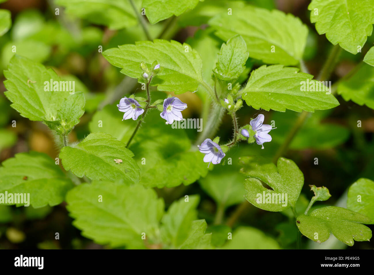 Wood Speedwell Veronica montana Flowers and Leaves Stock Photo Alamy