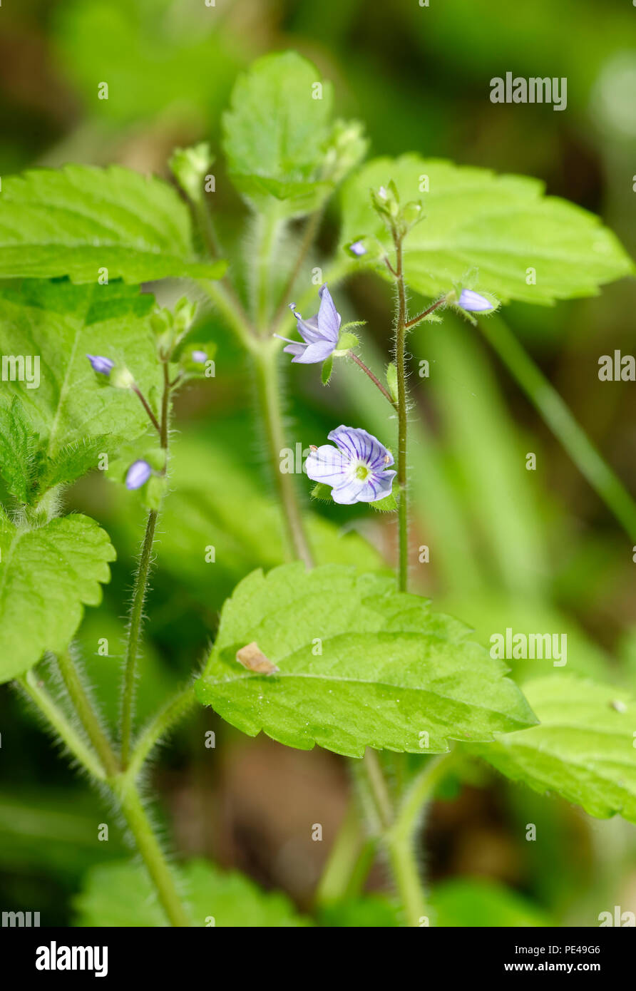 Wood Speedwell - Veronica montana  Flowers and Leaves Stock Photo