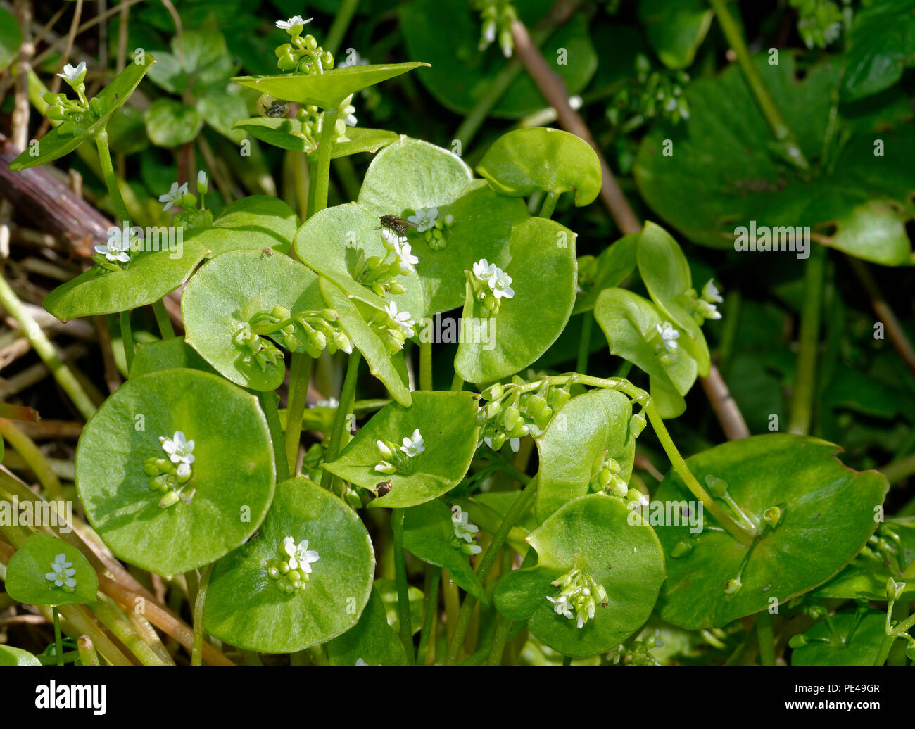 Spring Beauty or Indian Lettuce - Claytonia perfoliata Stock Photo