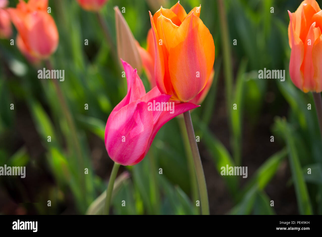 tulips of various colors in nature in spring time Stock Photo - Alamy