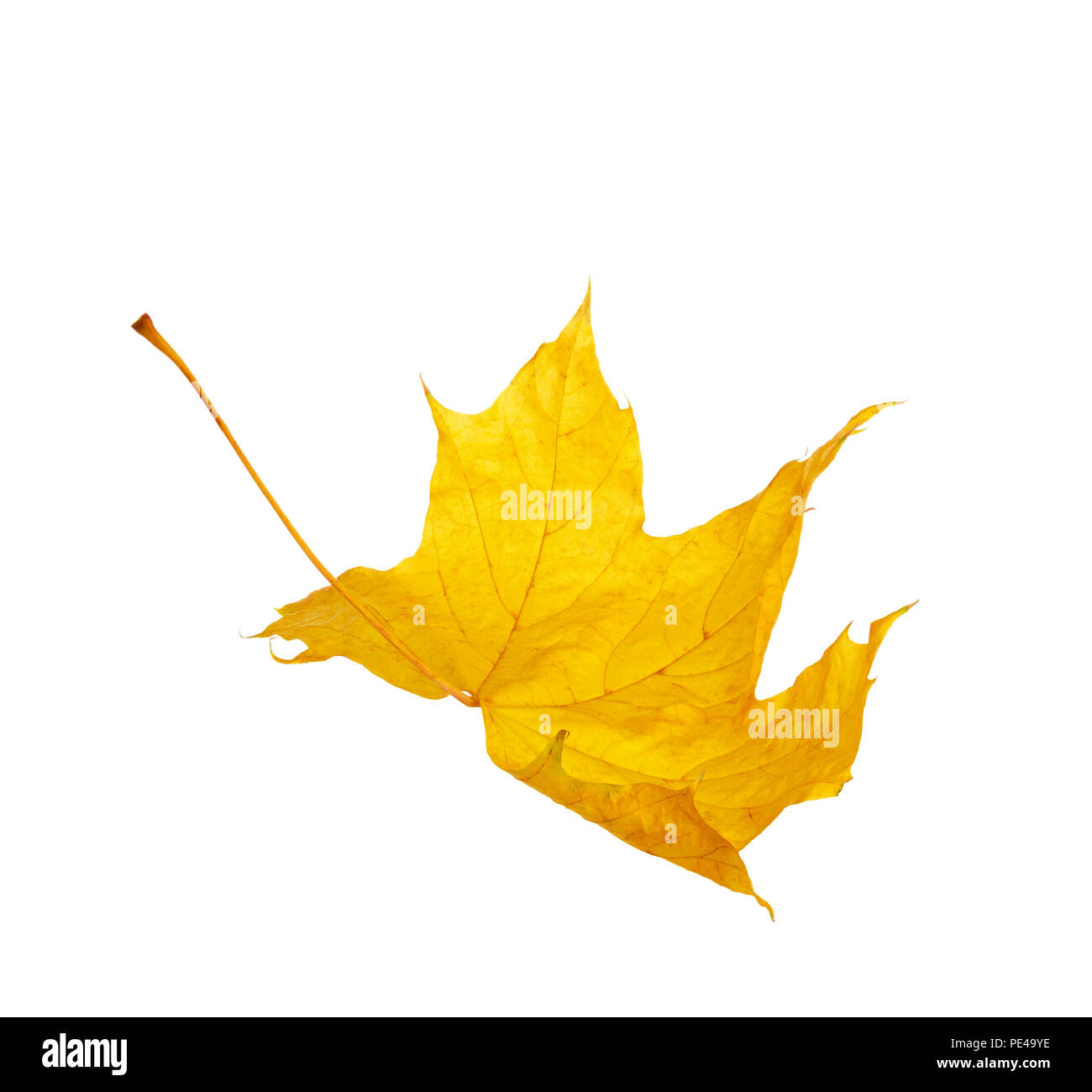 Autumn yellow maple leaf isolated on white background Stock Photo - Alamy