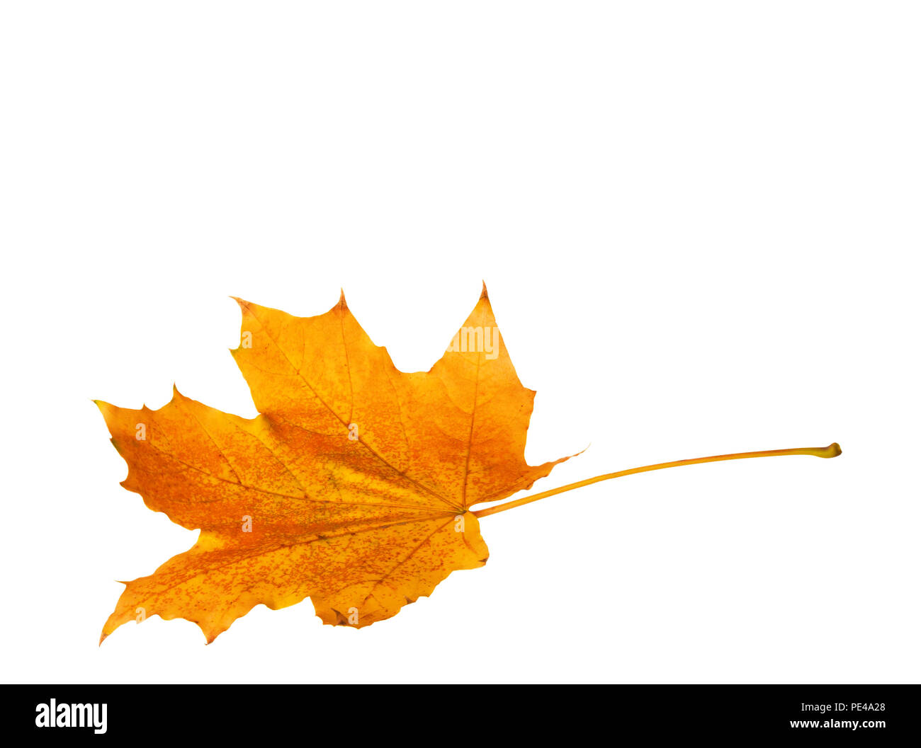 Autumn maple leaf isolated on white background Stock Photo - Alamy