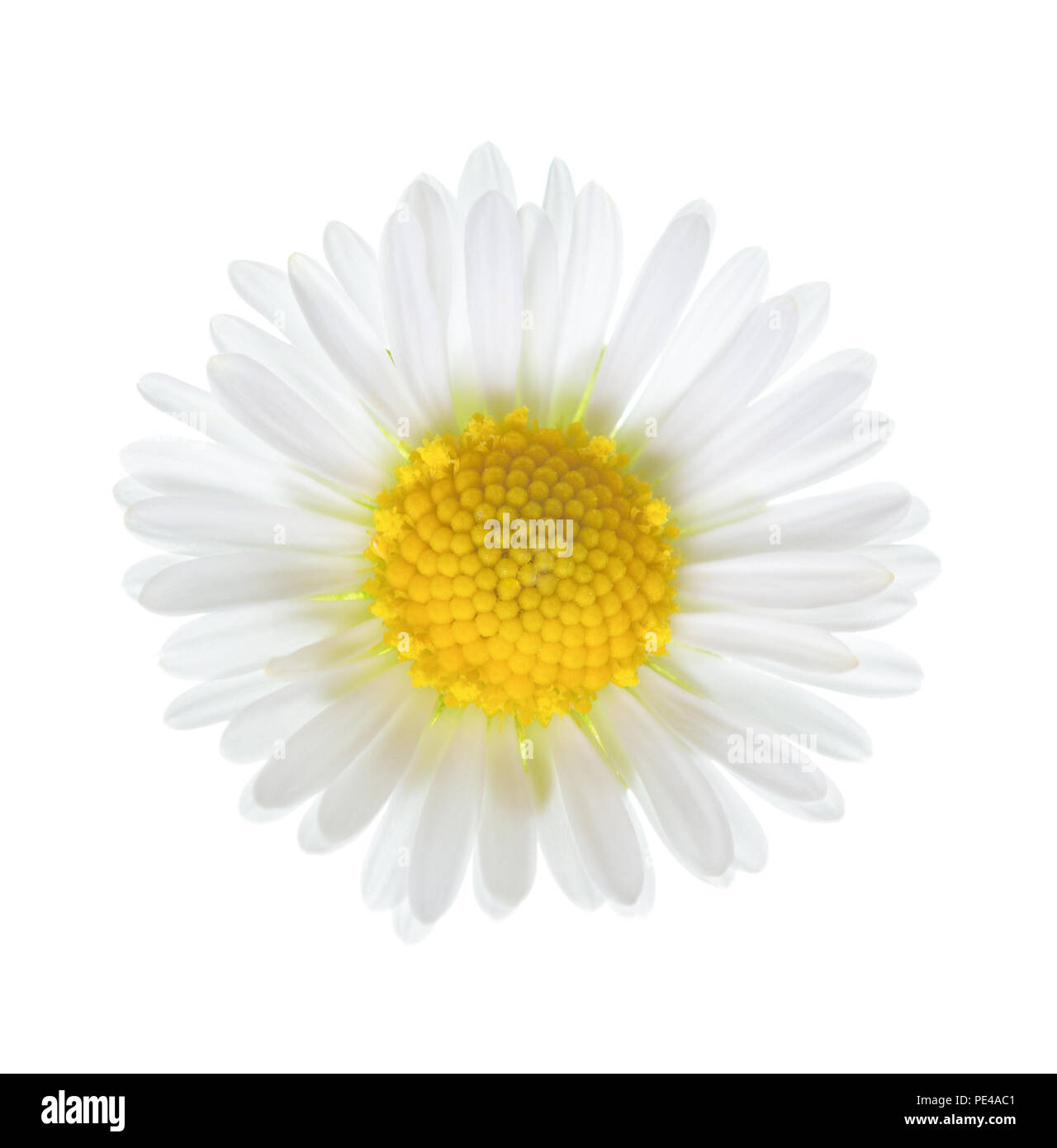Close-up of small daisy flower (Bellis Perennis ) isolated on white background. Stock Photo