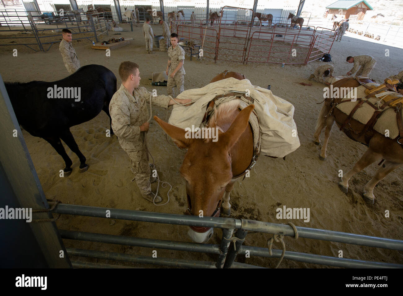 Animal packers course hires stock photography and images Alamy