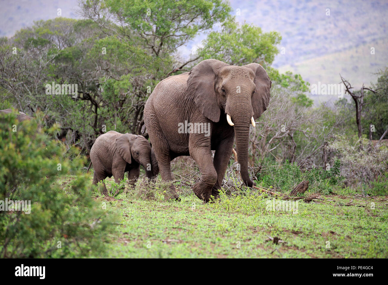 Afrikanischer Elefant, (Loxodonta africana), weiblich mit Jungtier, Mutter, Jungtier, Hluhluwe Umfolozi Nationalpark, Hluhluwe iMfolozi Nationalpark,  Stock Photo