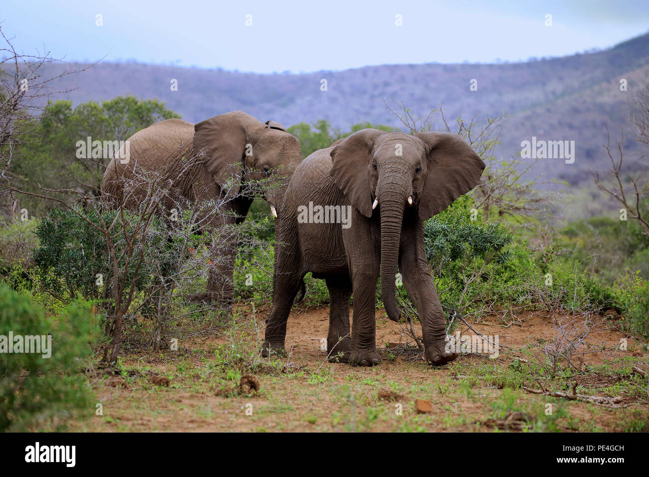 Afrikanischer Elefant, (Loxodonta africana), adults, zwei Tiere, Nahrungssuche, Hluhluwe Umfolozi Nationalpark, Hluhluwe iMfolozi Nationalpark, KwaZul Stock Photo