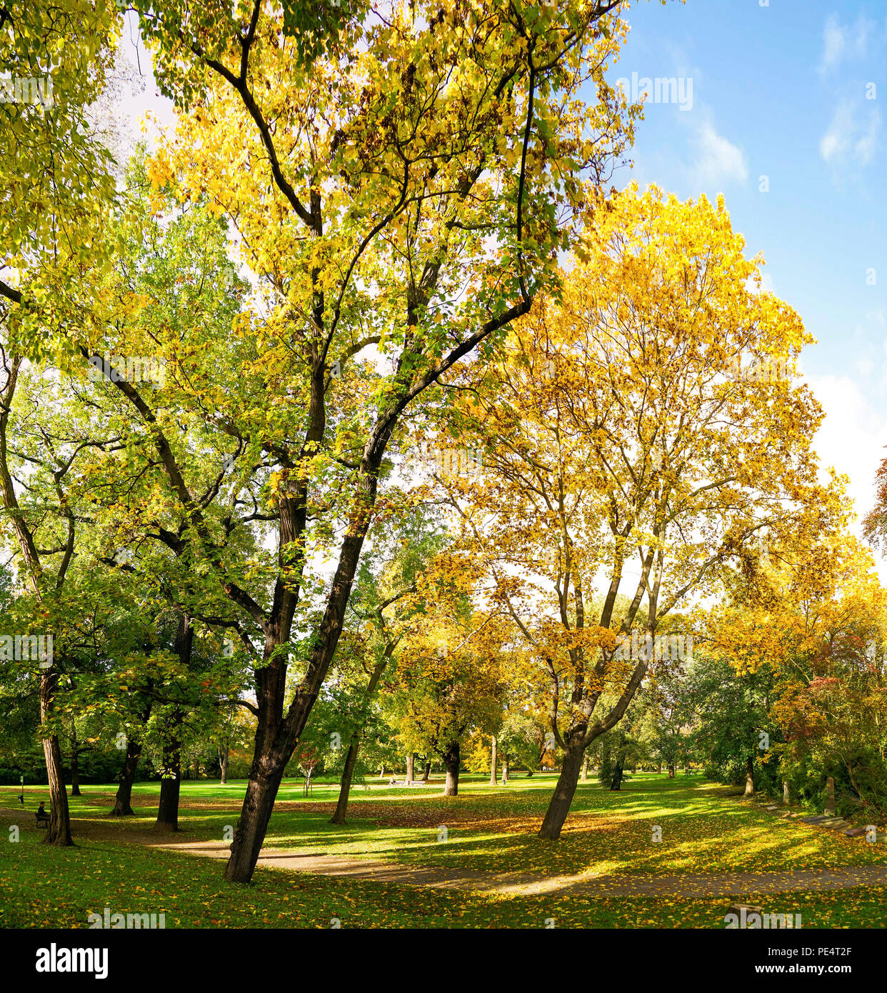 Parklandschaft mit Bäumen lädt zum Wandern ein. Stock Photo