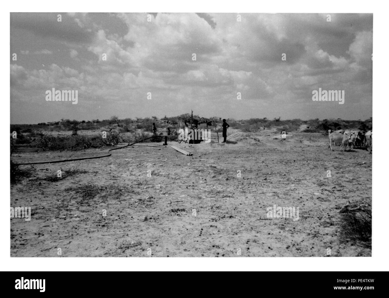 Here is a nearby site to the abandoned well in picture #30 where a successful well has been installed. Notice cattle waiting to be watered. Picture #31. Stock Photo