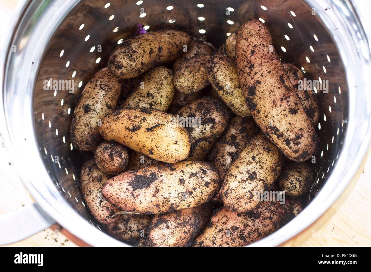 Pink Fir Apple potatoes still covered in mud Stock Photo