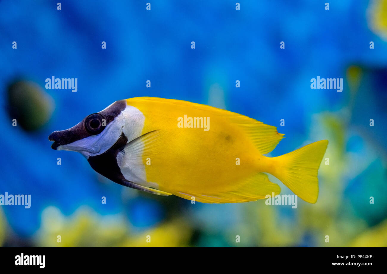 Foxface rabbitfish (Siganus vulpinus) profile, yellow, white and black fish inside an aquarium, background and copy space blue, profile view Stock Photo