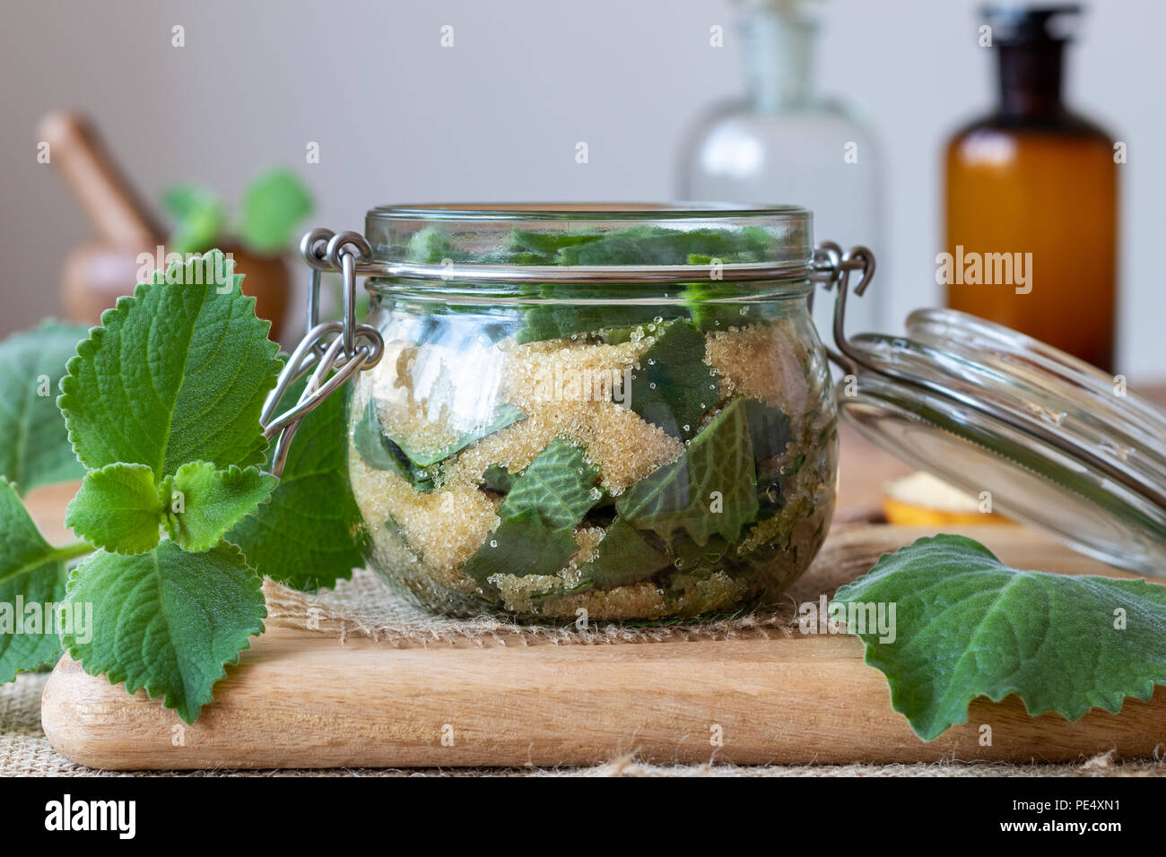 Preparation of a homemade herbal syrup against common cold from silver spurflower and cane sugar Stock Photo
