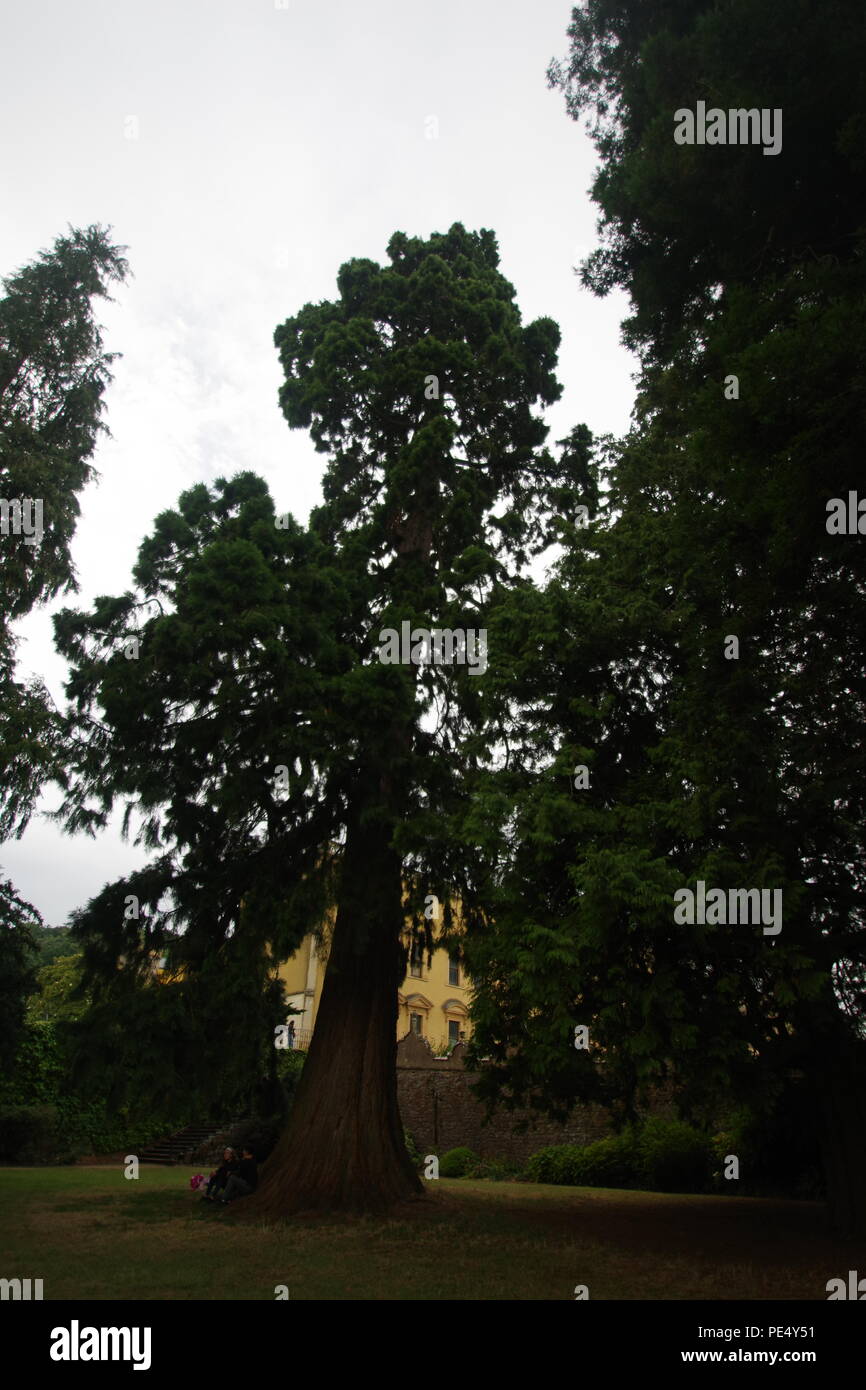 Giant sequoia Redwood Tree,(Sequoiadendron giganteum) Growing in the Grounds at Ashton Court estate, Bristol, UK. Stock Photo