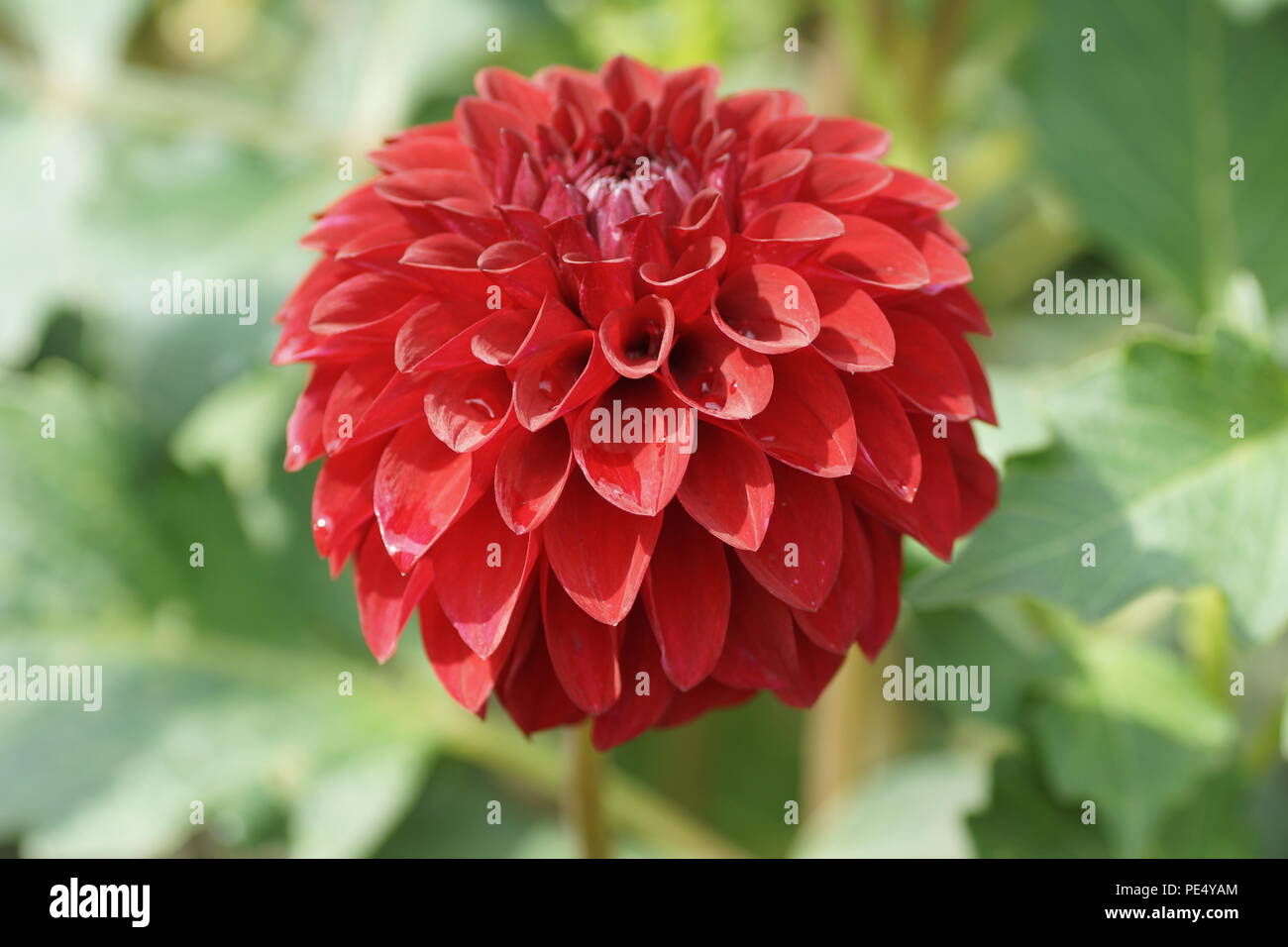 Dahlia 'Carstone Ruby' Stock Photo