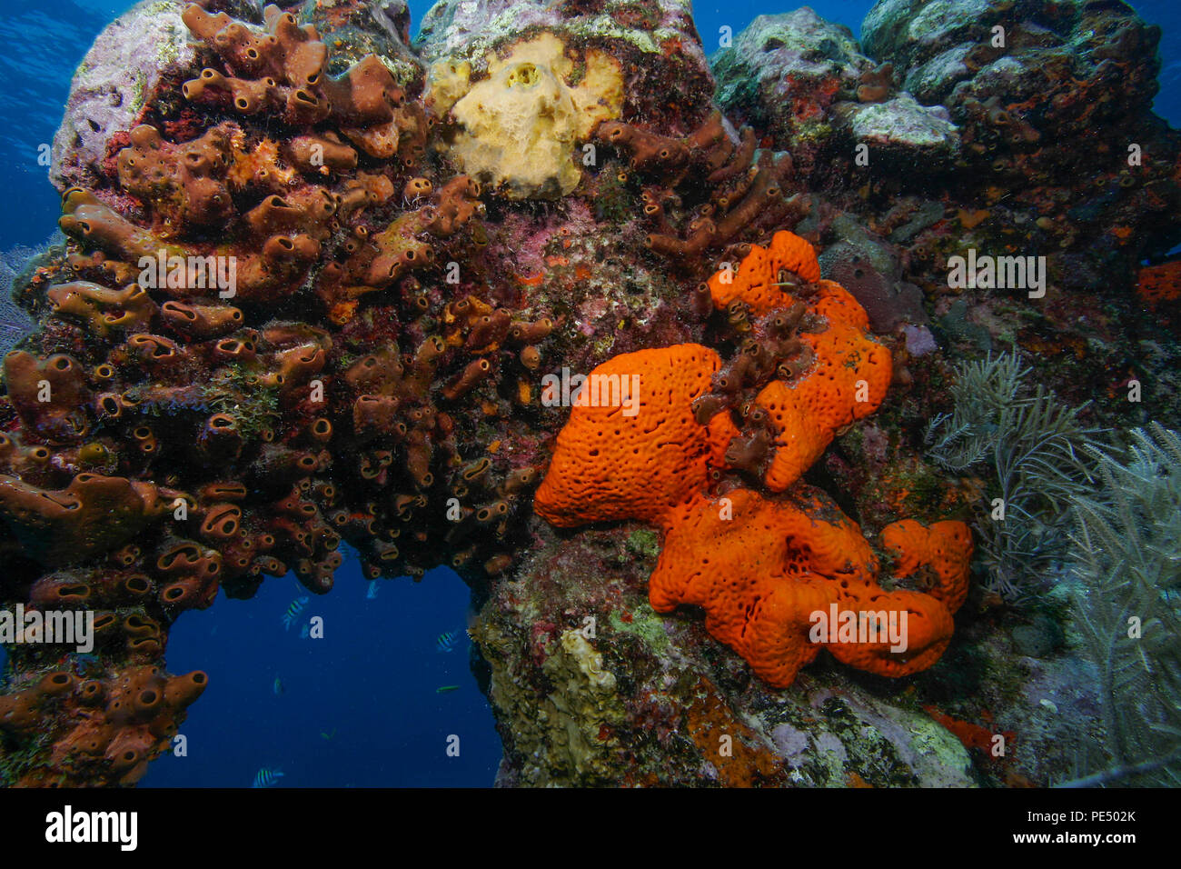 Sponges covering an underwater reef off the Florida Keys Stock Photo