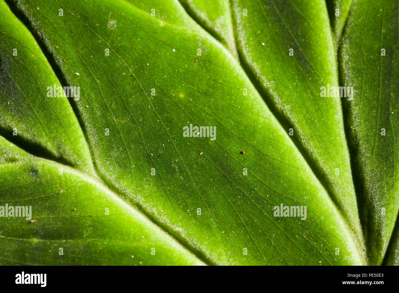 Leaf details in the rainforest of Altos de Campana national park, Republic of Panama. Stock Photo