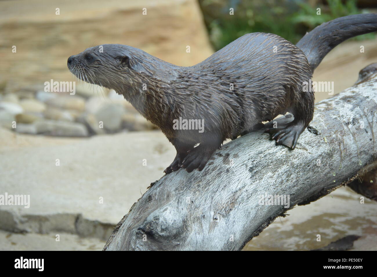 Otter at Akron Zoo in Akron, Ohio Stock Photo