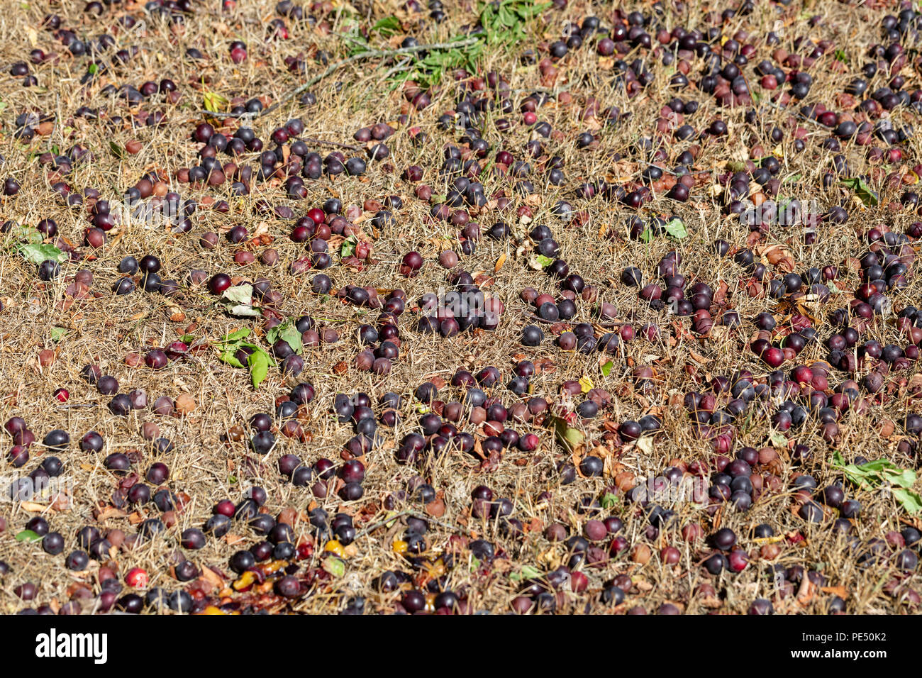 Windfall, cherry plums (Prunus cerasifera) on the ground; Saeby, Denmark Stock Photo