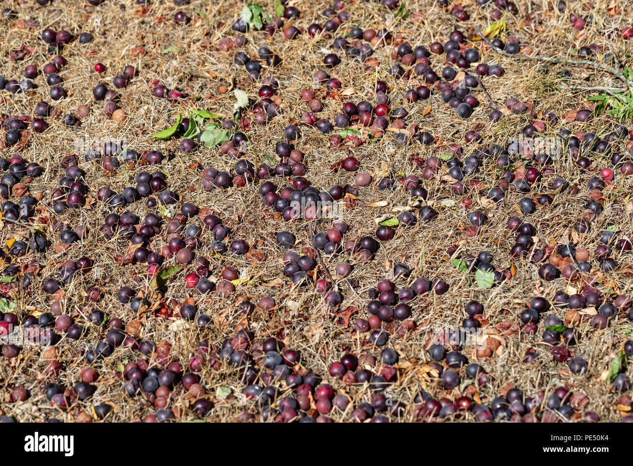 Windfall, cherry plums (Prunus cerasifera) on the ground Stock Photo