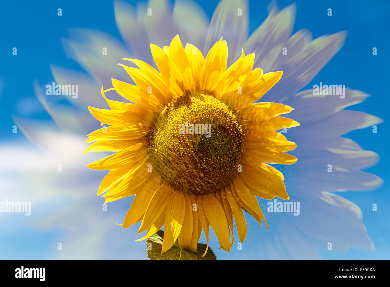 the sunflower Stock Photo