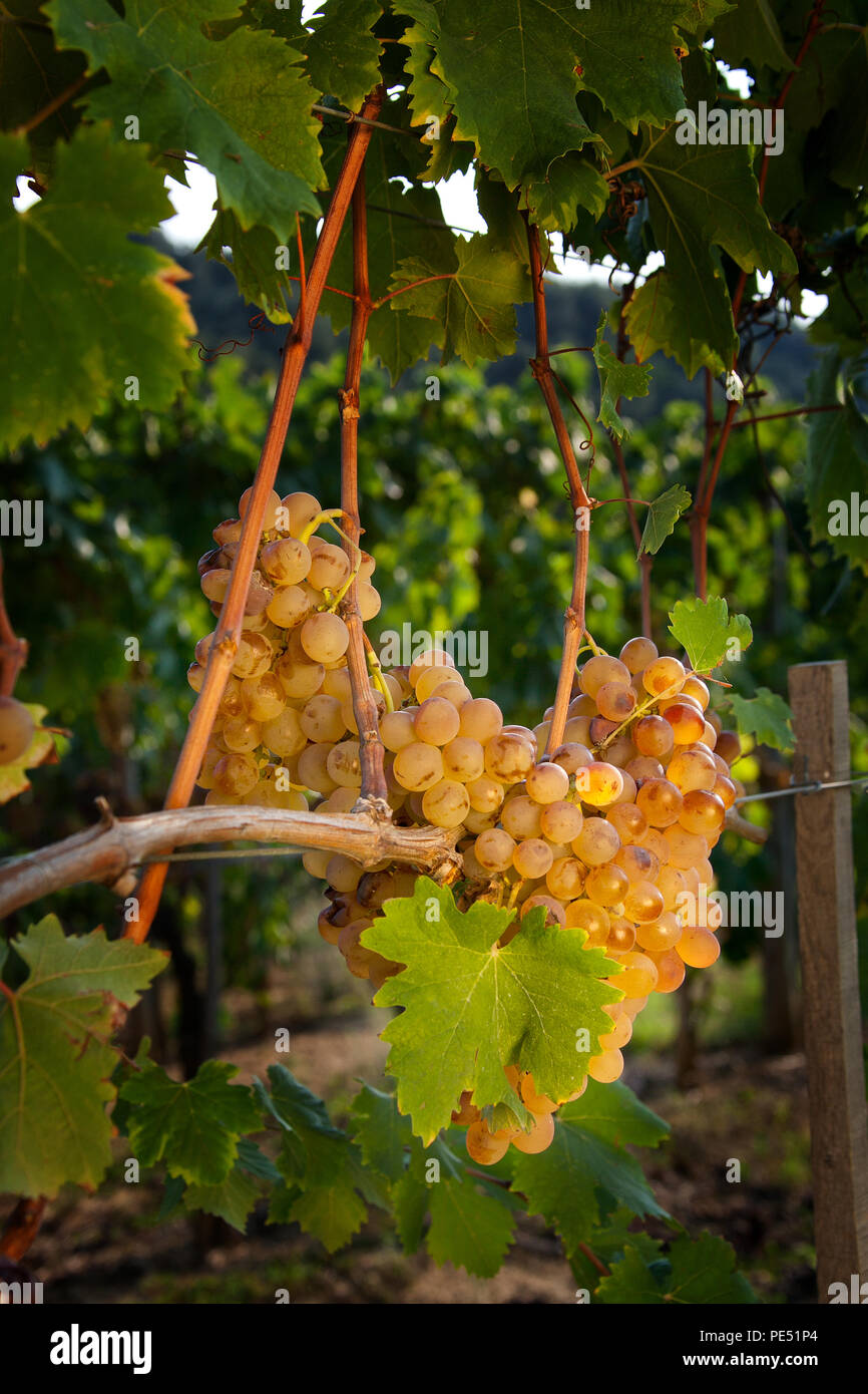 Dessert wines hires stock photography and images Alamy