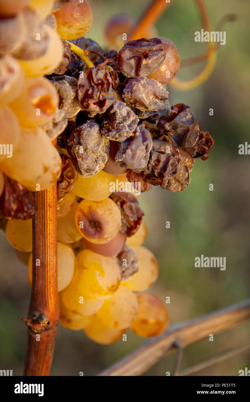 Dessert wines hires stock photography and images Alamy