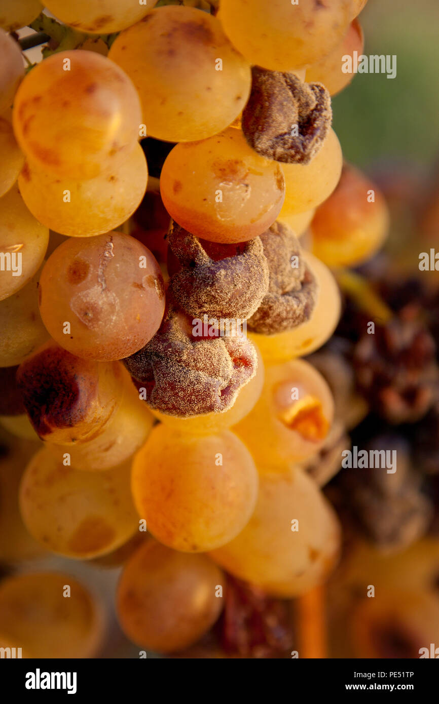 Dessert wines hires stock photography and images Alamy