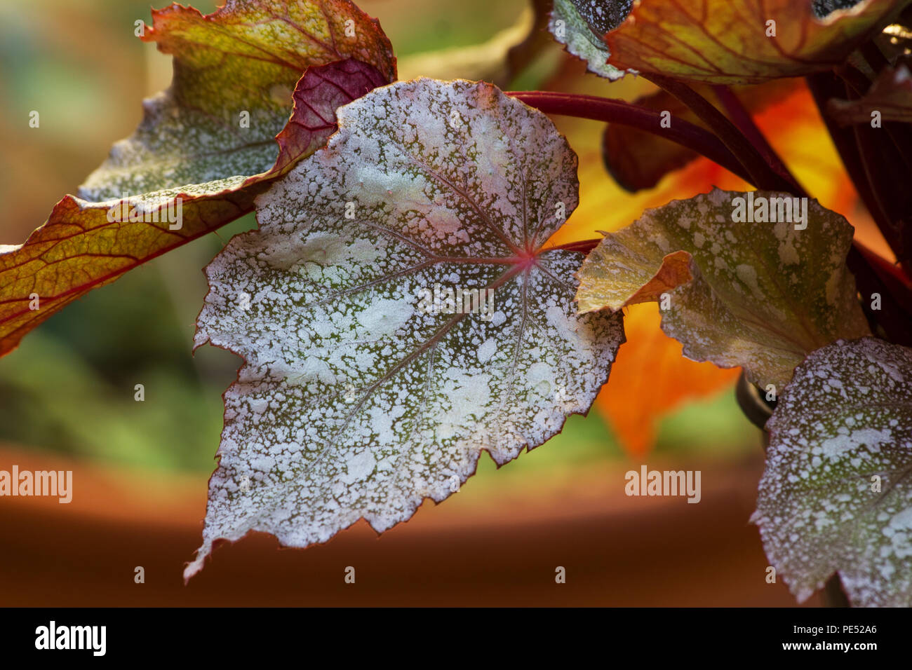 Yukon Frost begonia leaf Stock Photo Alamy