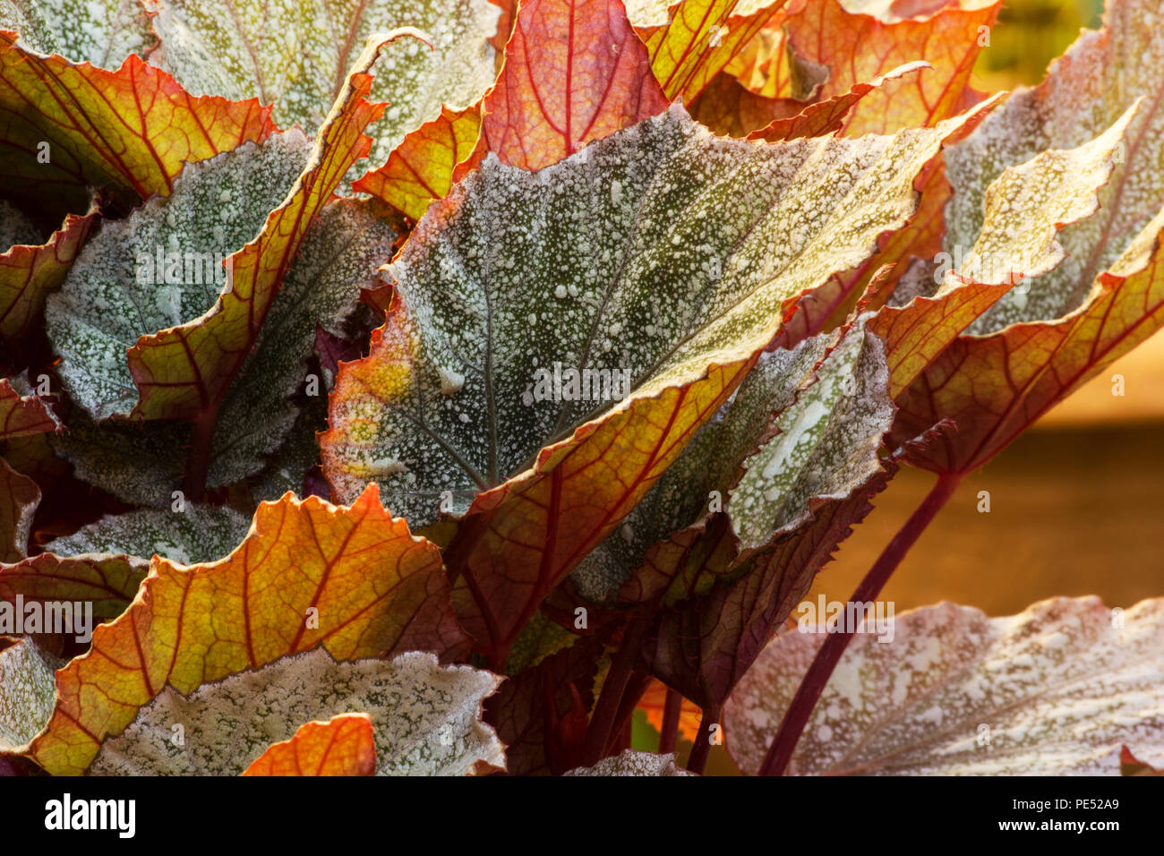 Yukon Frost begonia leaf Stock Photo Alamy