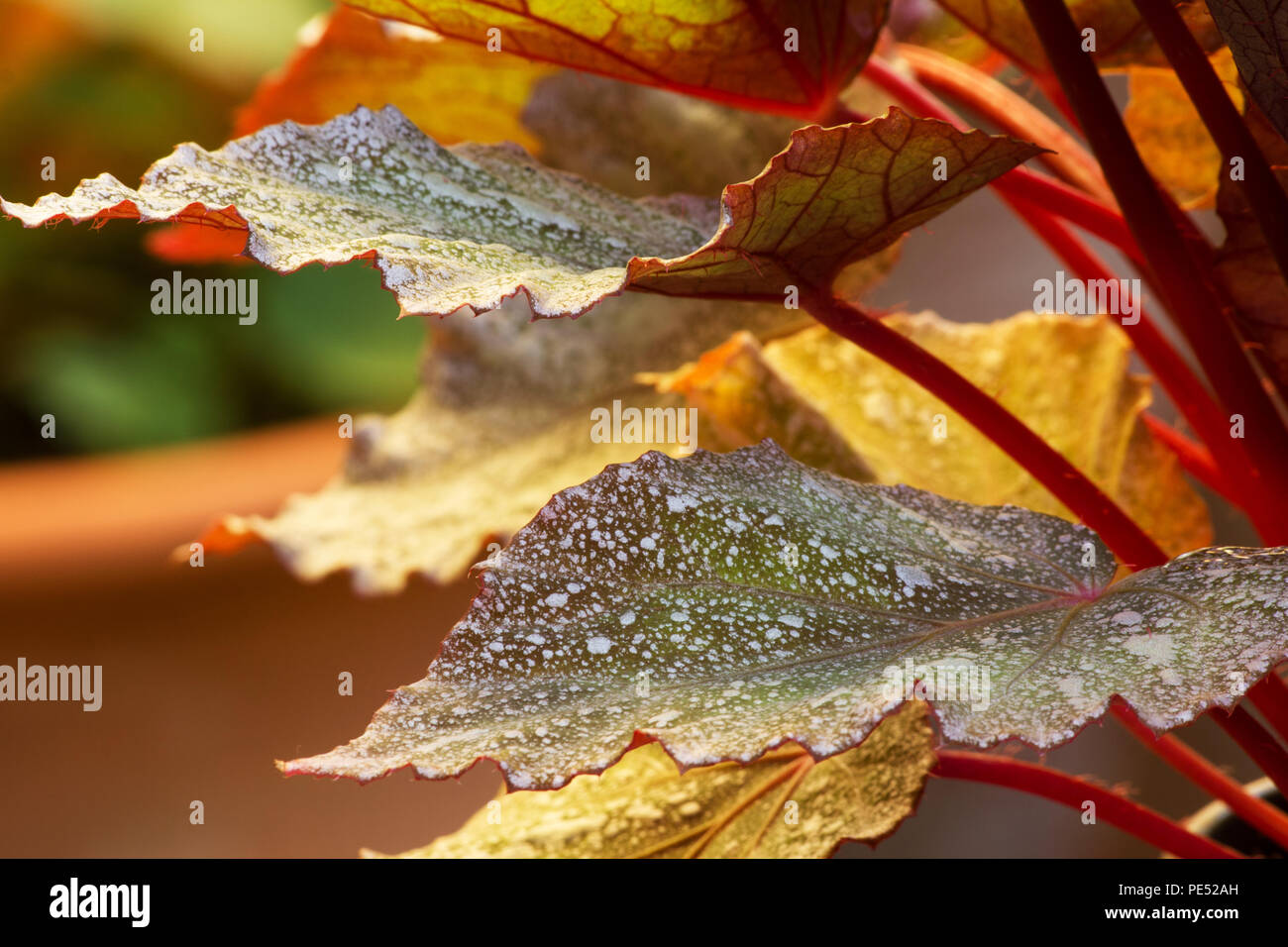 Yukon Frost begonia leaf Stock Photo Alamy